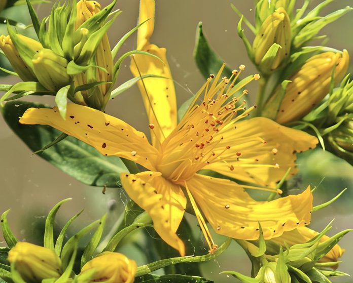Hypericum-perforatum-11