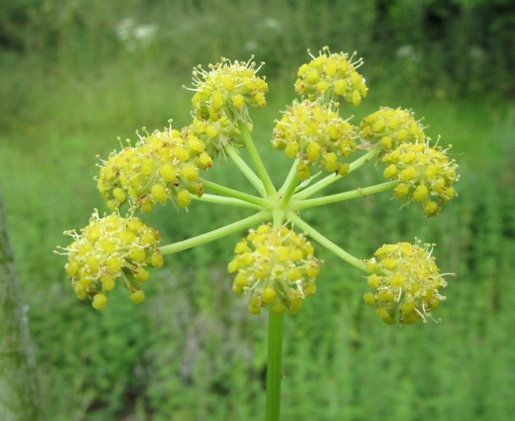 Levisticum officinale