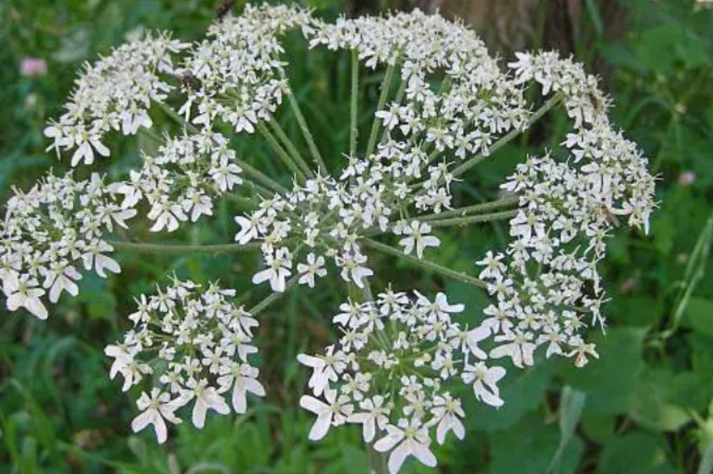 Ligusticum chuanxiong