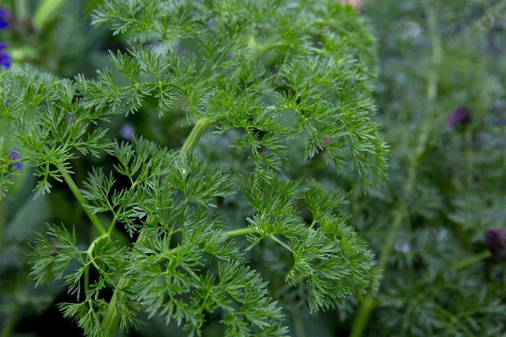 Ligusticum lucidum