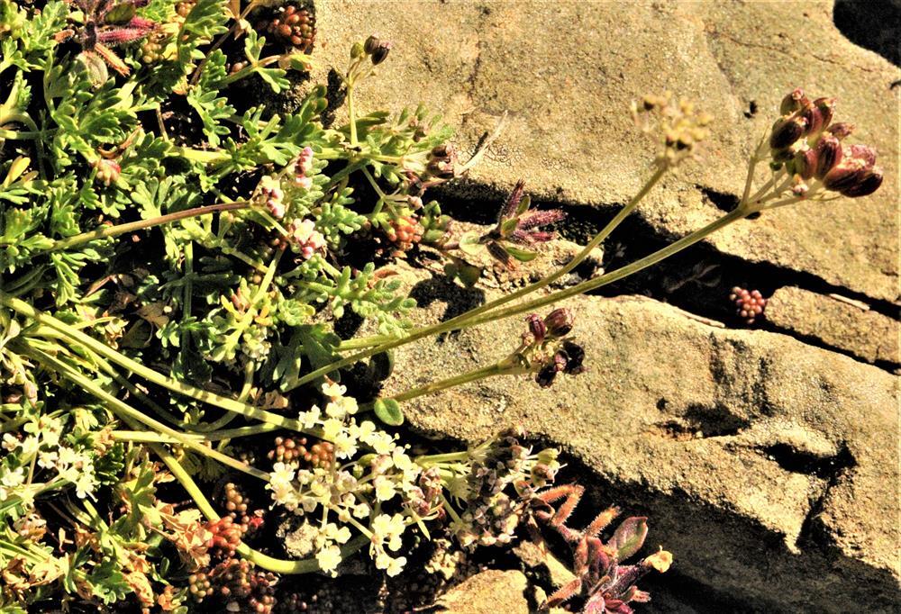 Ligusticum rhizomaticum
