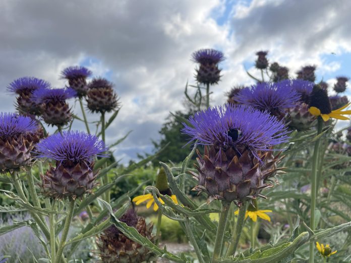 artichoke-2