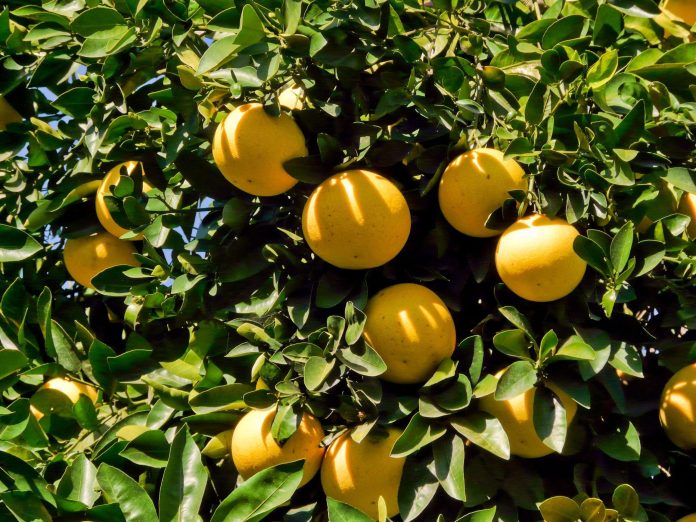 Citrus-paradisi-1