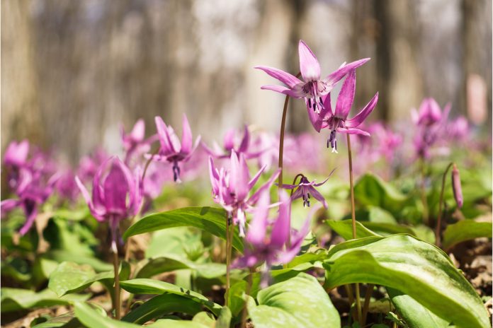 Corydalis-yanhusuo-2