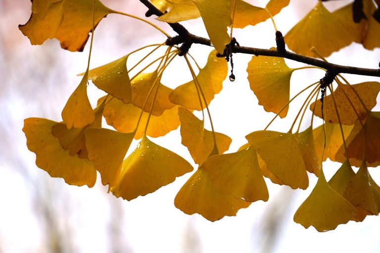 Ginkgo biloba