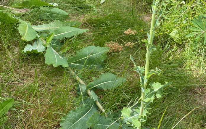 Lactuca-virosa-3