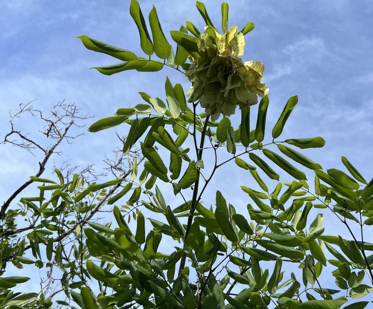Jamaican Dogwood