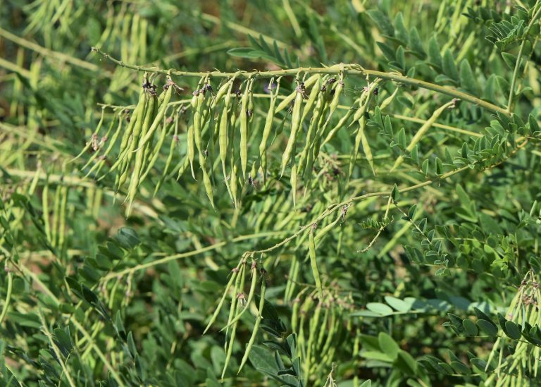 Sophora flavescens