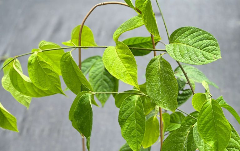Banisteriopsis caapi