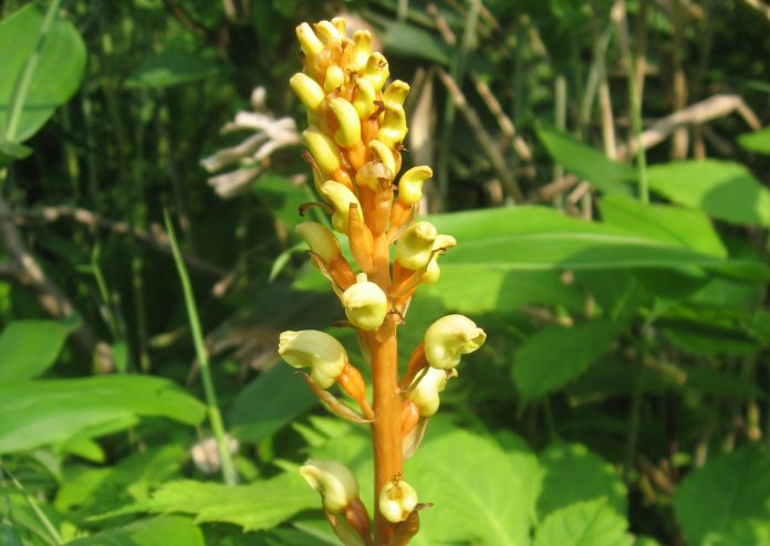 Gastrodia-elata-3