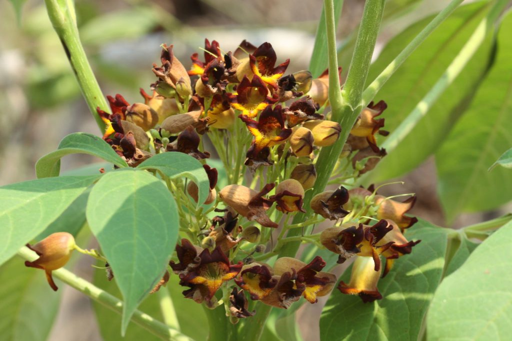 Godmania aesculifolia ή Γκοντμάνια η αισκουλιφόλια ή Γκοντμάνια η ιπποκαστανόφυλλος
