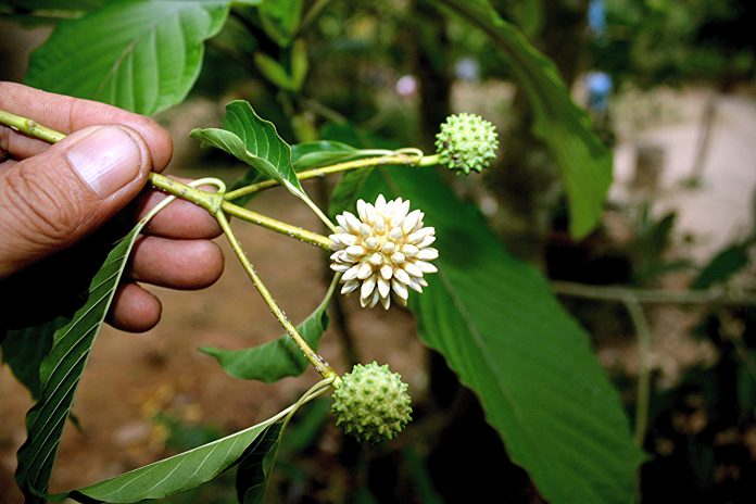 Mitragyna-speciosa-1
