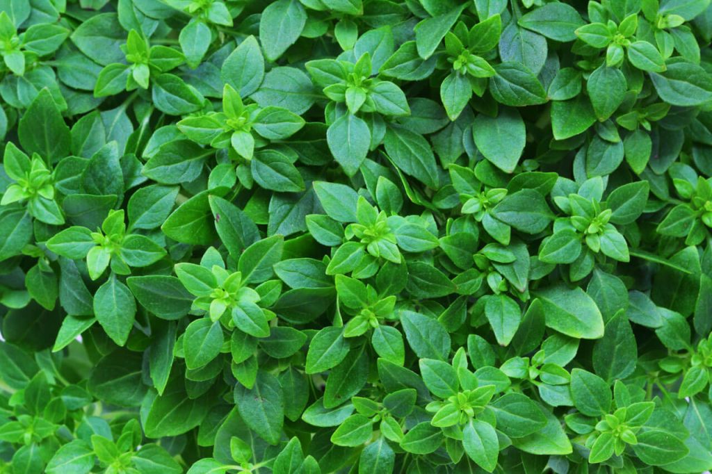 Βασιλικός (Ocimum basilicum)