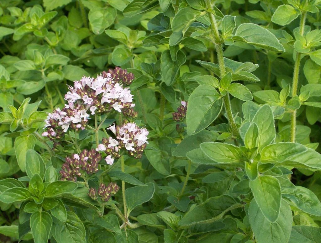 Ρίγανη (Origanum vulgare)