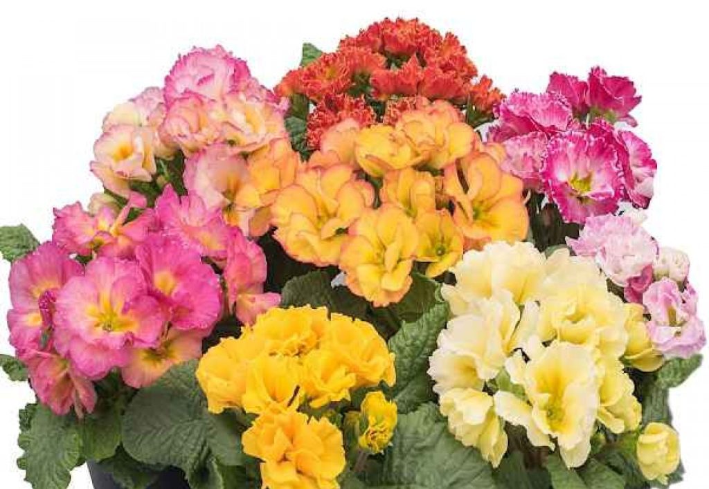 Primula vulgaris ή πρίμουλα η κοινή ή δρακάκι ή πασχαλούδα