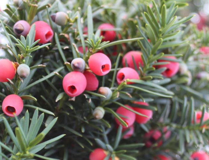 Taxus-baccata-4