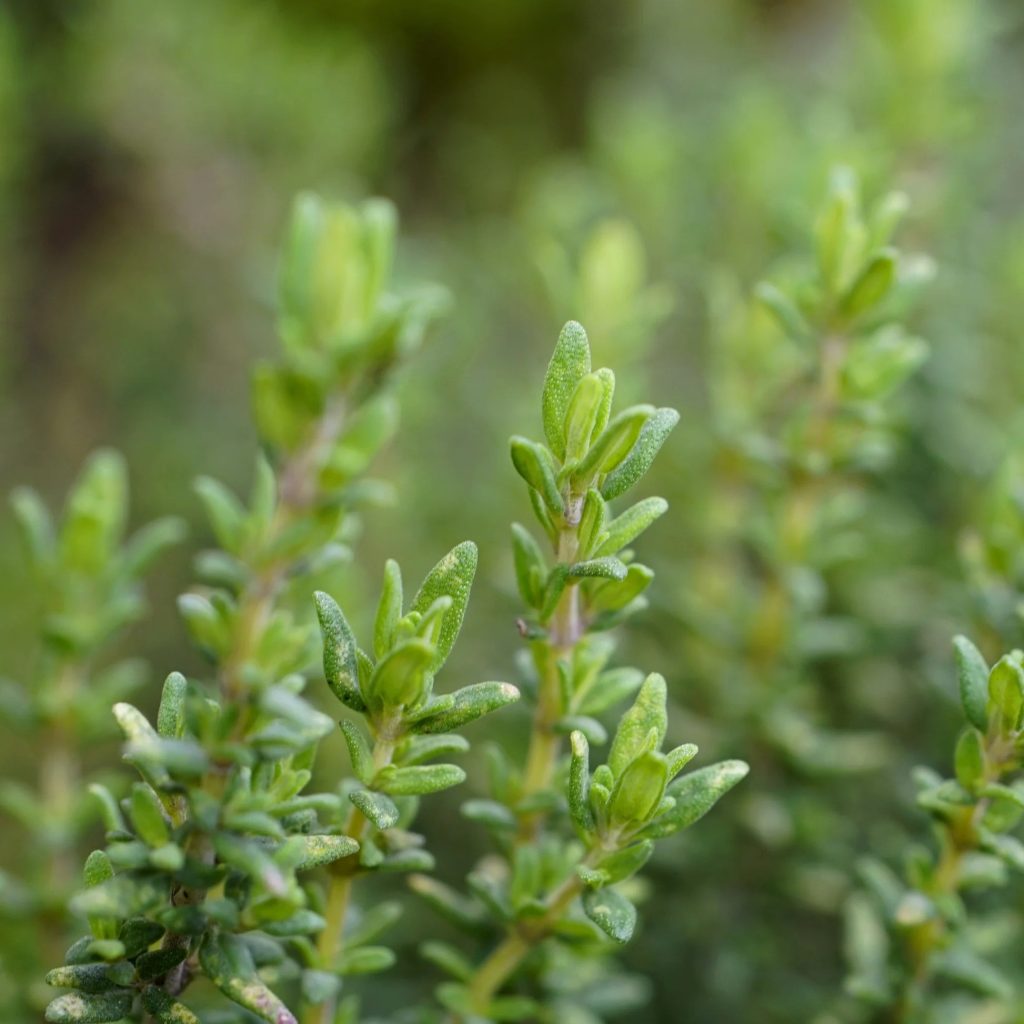 Θυμάρι (Thymus vulgaris)