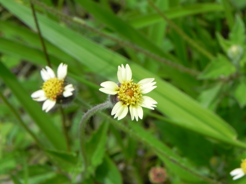 Tridax procumbens ή Κουμπιά παλτού ή Λουλούδι κουμπιού παλτού ή Μαργαρίτα Tridax