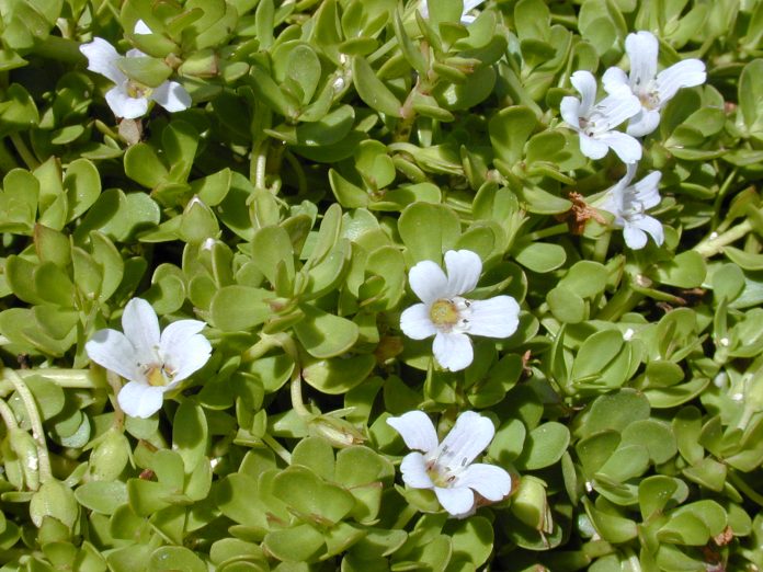 Bacopa-monnieri-2