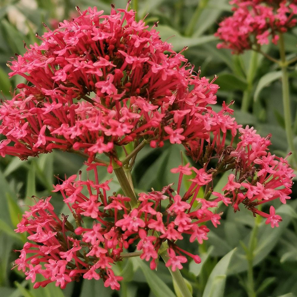 Centranthus ruber ή Κέντρανθος ο ερυθρός ή κόκκινη βαλεριάνα ή ανάλατος ή μοσχολιός ή πλεμονόχορτο