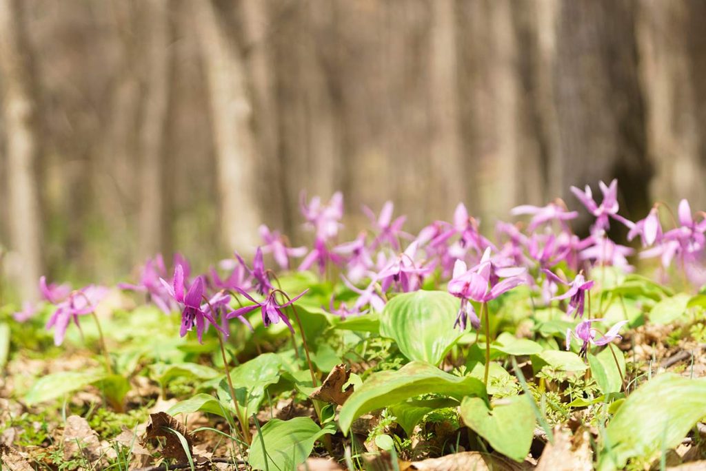 Corydalis yanhusuo ή Κορυδαλή η γιανχουζούο