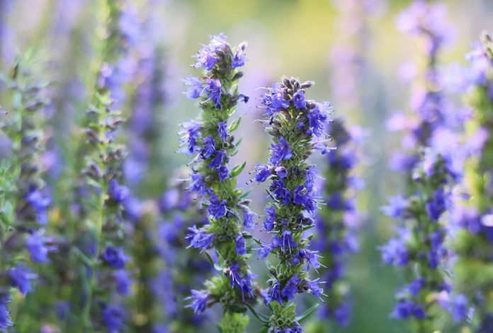 Hyssopus-officinalis-3