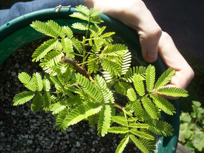 Mimosa-tenuiflora-2