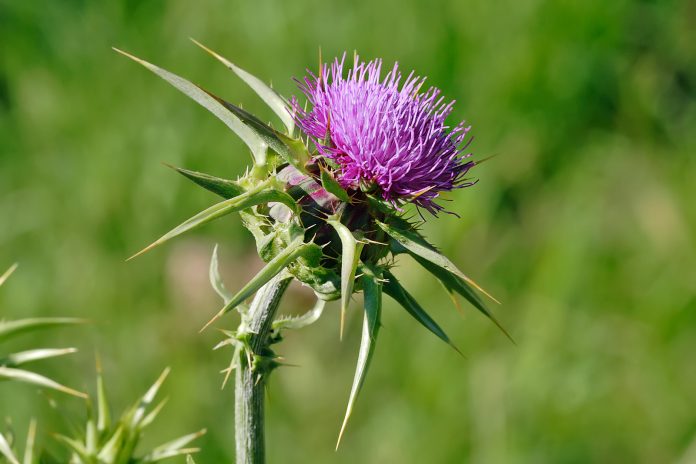 Silybum-marianum-3