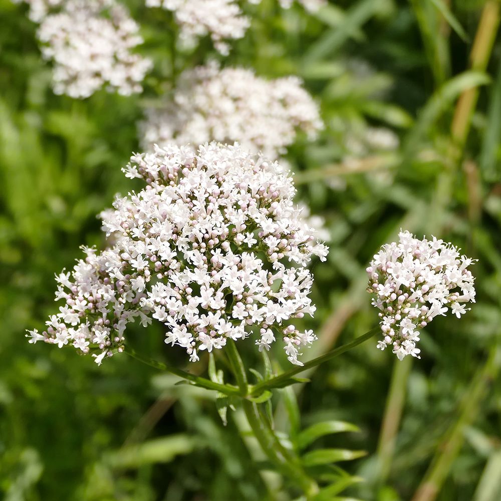 Valeriana officinalis ή Βαλεριάνα η φαρμακευτική ή Βαλεριανή η φαρμακευτική
