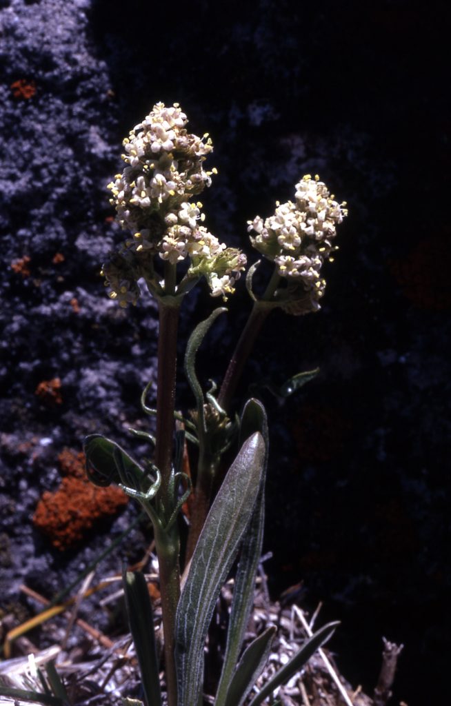 Valeriana edulis ή Βαλεριανή η εδώδιμος ή βρώσιμη βαλεριάνα