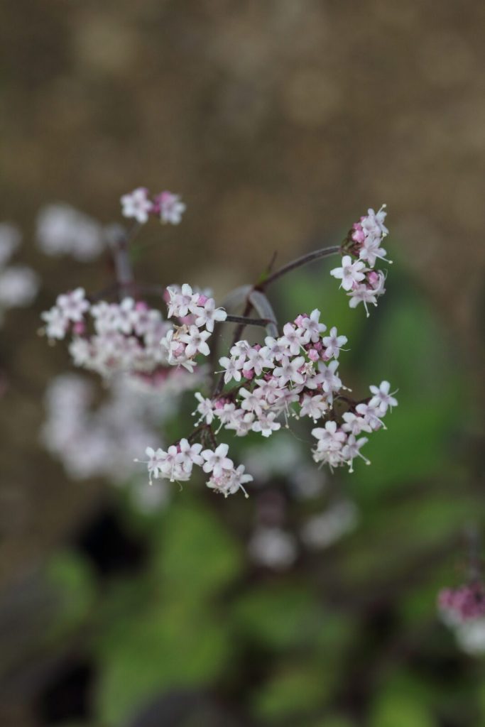 Valeriana jatamansi ή Valeriana wallichii ή Ινδική βαλεριάνα ή Indian valerian ή Tagar
