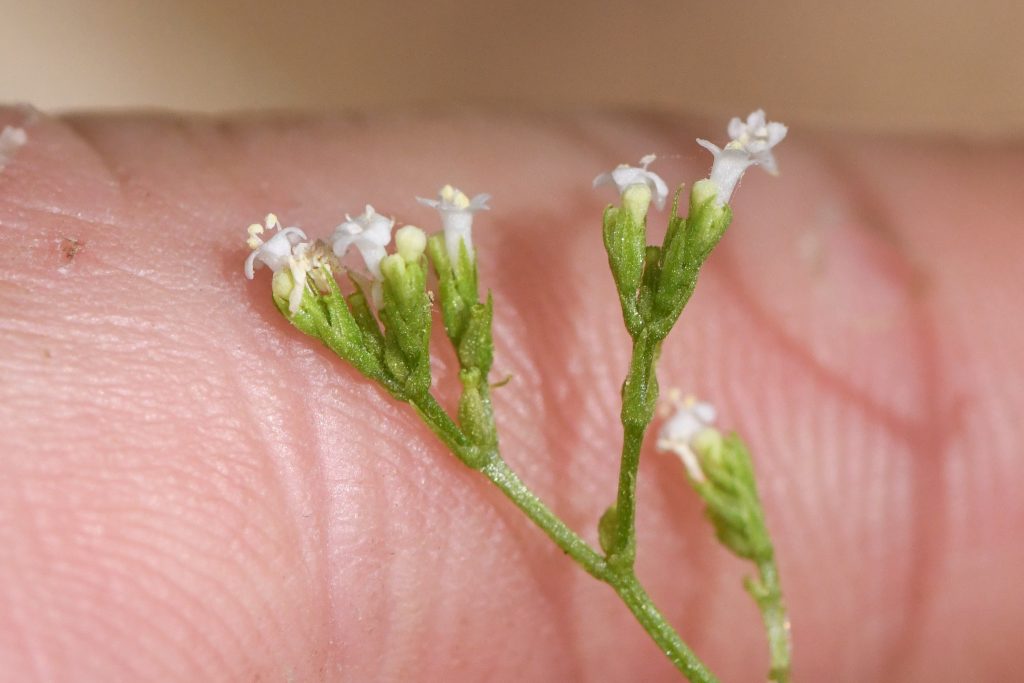 Valeriana mexicana ή Μεξικάνικη βαλεριάνα ή Valeriana edulis ssp. procera ή Valeriana sorbifolia var. mexicana