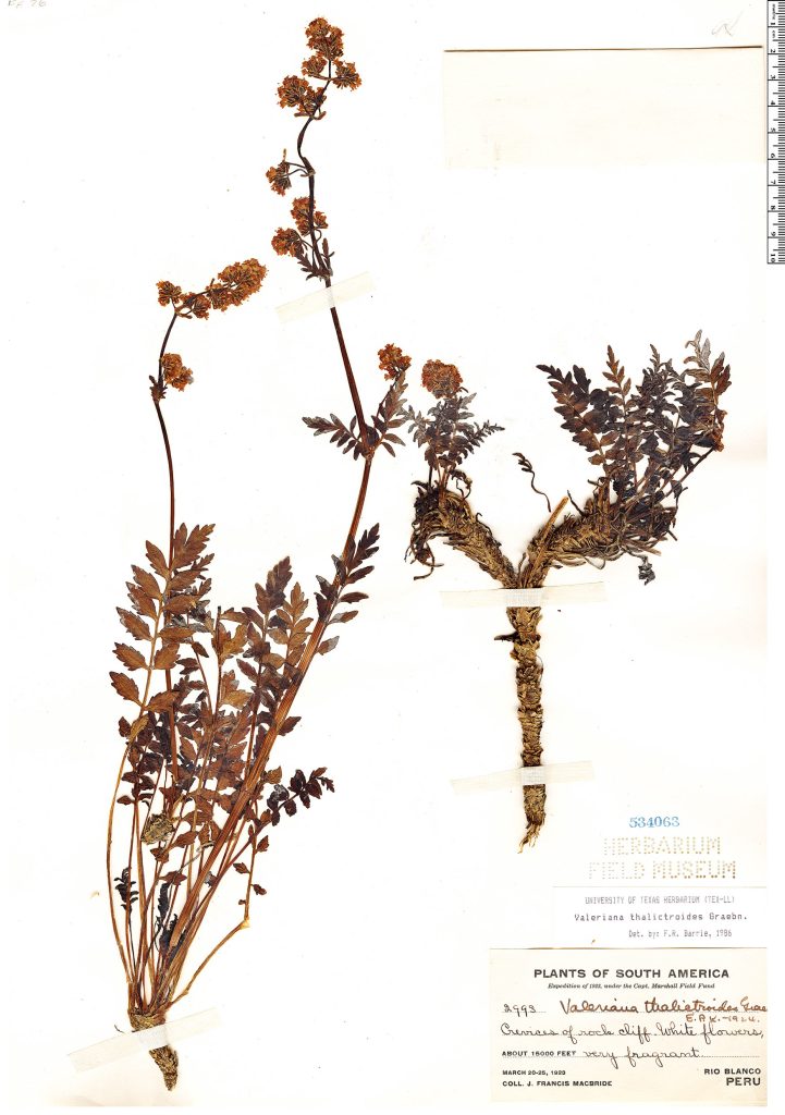 Valeriana thalictroides ή Valeriana thalictroides Graebn. ή Valeriana micropterina